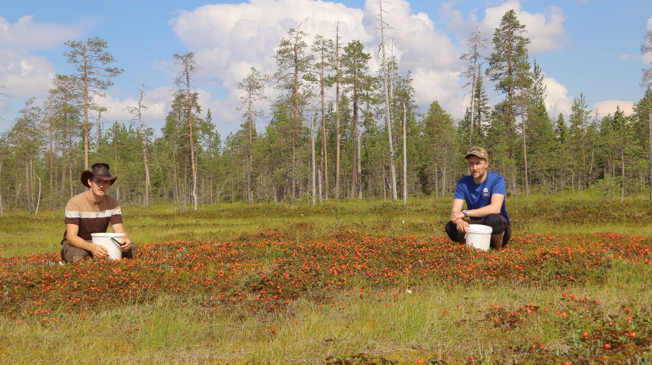Montako hillaa saa yksiltä jalansioilta? Noin 245-334 laskivat Janne ja Eero Kummala.
