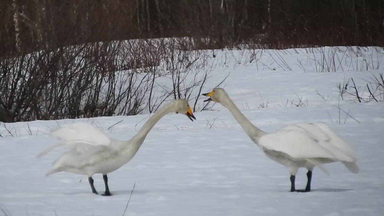 Joutsenten kohtaaminen - kovasti oli asiaa