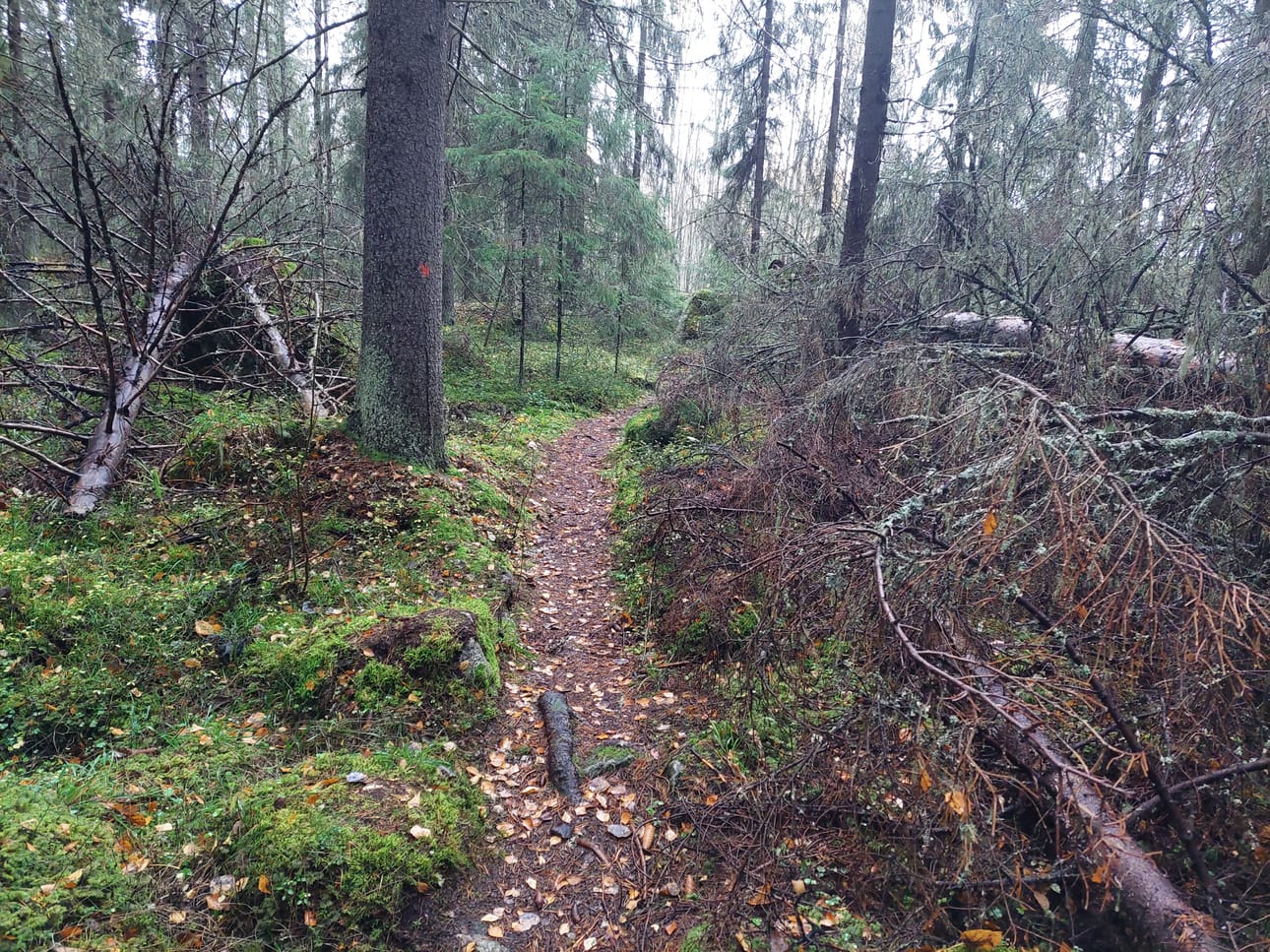 Myrskyt runtelevat Pilvilammen vanhaa puustoa.