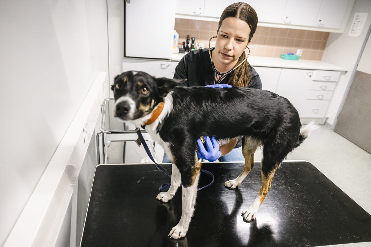 Rovaniemell El inl k rit Ovat Pahimmillaan Nukkumatta Toista rovaniemell-el-inl-k-rit-ovat-pahimmillaan-nukkumatta-toista