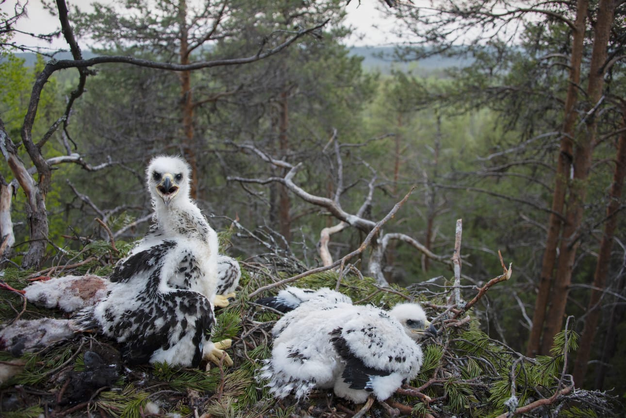 Maakotkan poikaset yhdessä Kuusamon seitsemästä asutusta pesästä. Maakotkien poikasia varttui Kuusamossa ja Taivalkoskella tänä kesänä yhteensä kaksitoista, merikotkia seitsemän.