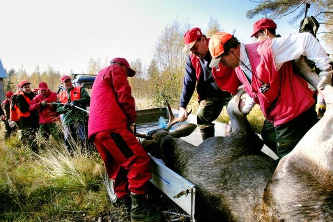 Hirvenmetsästys käynnistyy lokakuun toisena lauantaina.