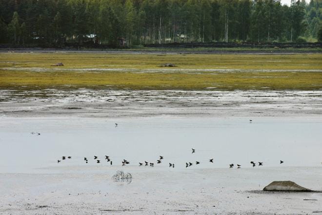 Alavuden Saukkojärvellä viihtyvät muun muassa arktiset kahlaajalinnut. ARKISTOKUVA: PEKKA RAJALA