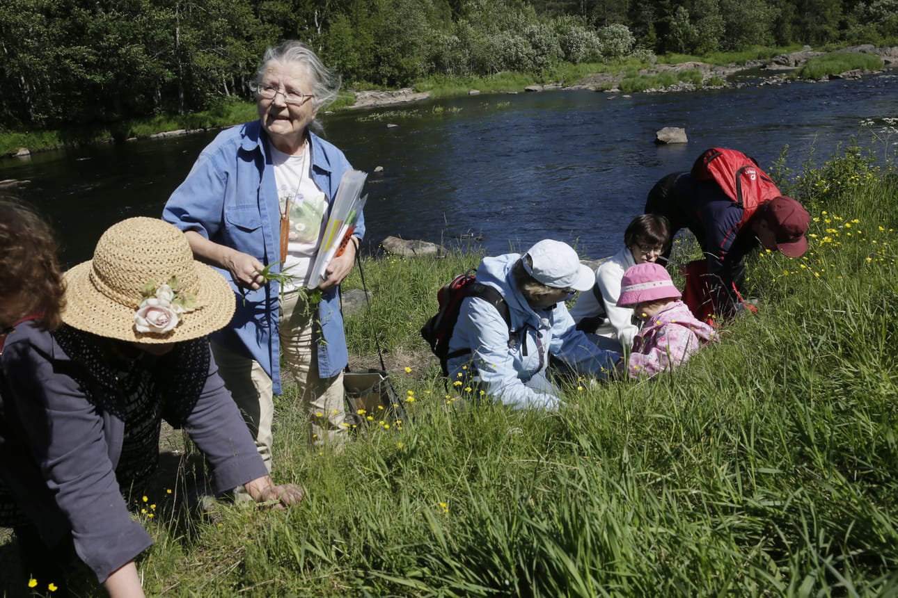 Koitelinkosken luonnonkukkaretkellä oppaana oli Esteri Ohenoja. Hän näytti kädestä pitäen, miltä mikäkin luonnonkukka näyttää.