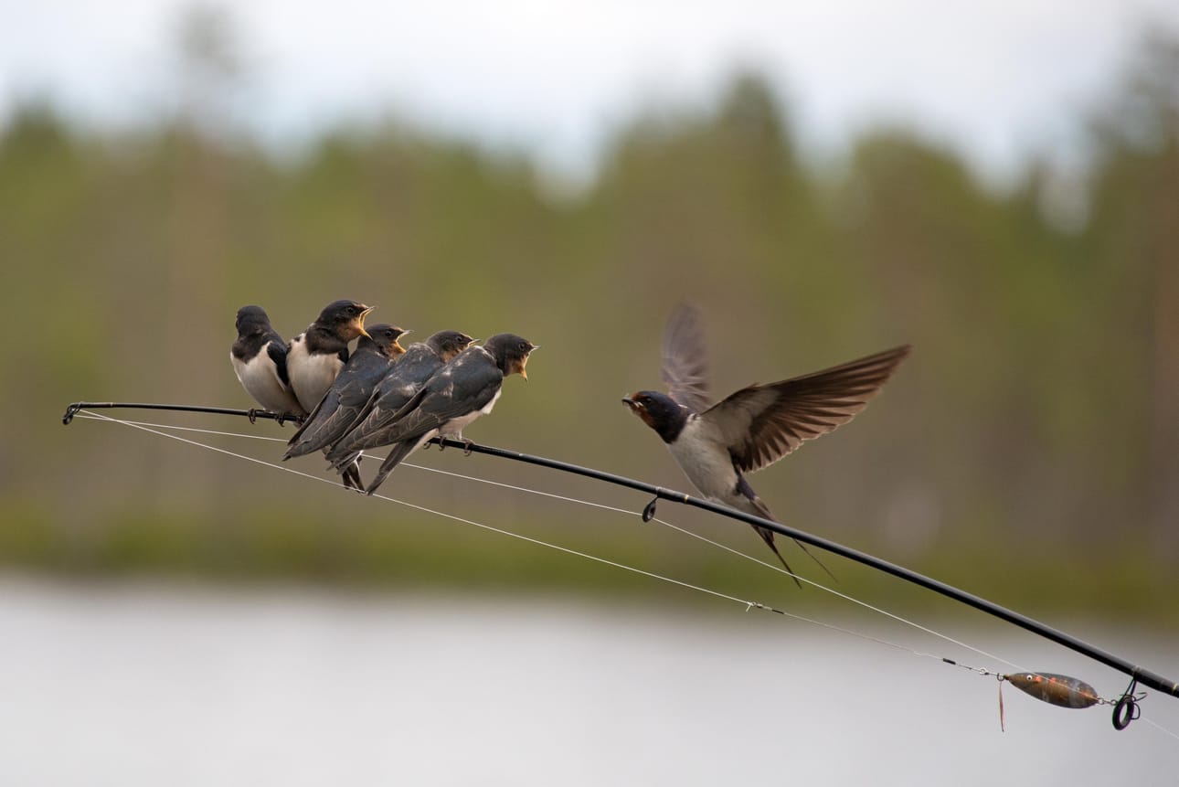 Kalastusvälineillä on käyttöä kalastajan ollessa tauolla. Hirveä nälkä! Tuo äiti äkkiä ruokaa!
