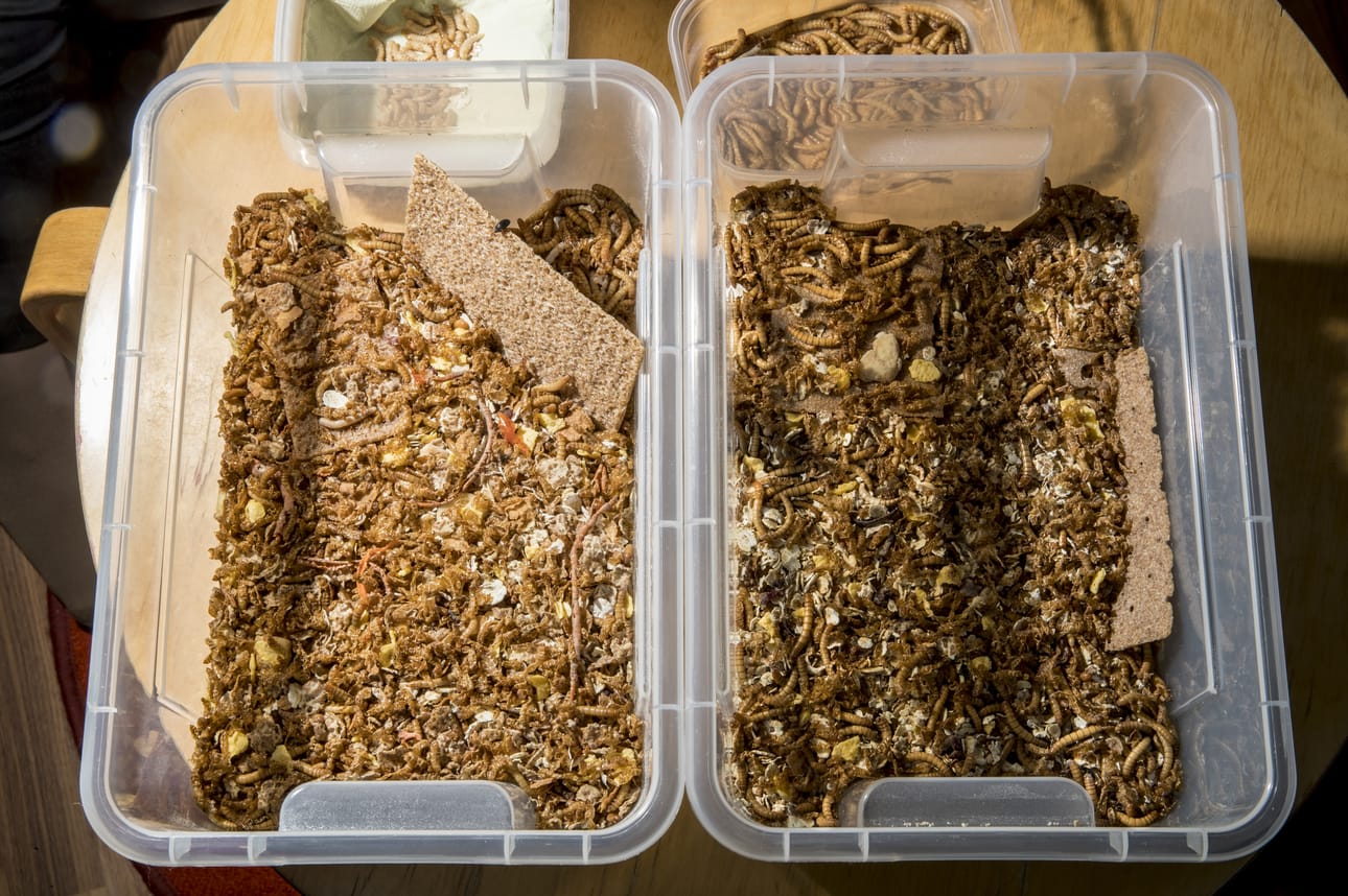 Minna Annalan kasvattamia herkkupaloja.