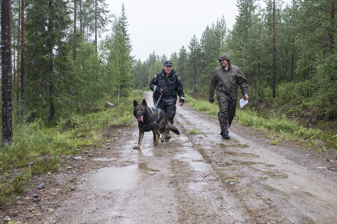Arkistokuva rajamiesten koirakisoista.