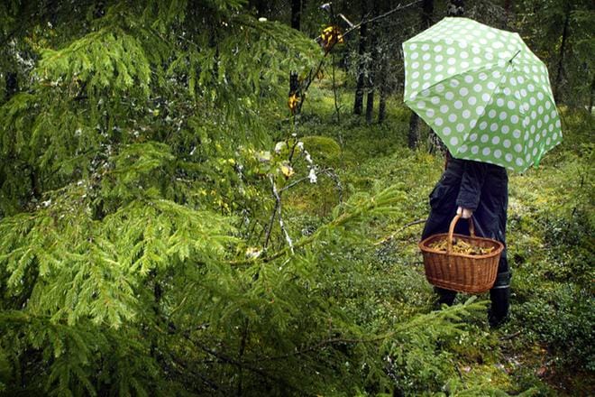 Sienikausi jatkuu vahvasti edelleen. Ainakin etelässä koriin voi löytää yhä paljon muutakin kuin perinteisiä loppusyksyn sieniä, suppilovahveroita. KUVA: Jami Jokinen/arkisto