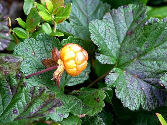 Hillanpoiminta kuumentaa tunteita joka vuosi.