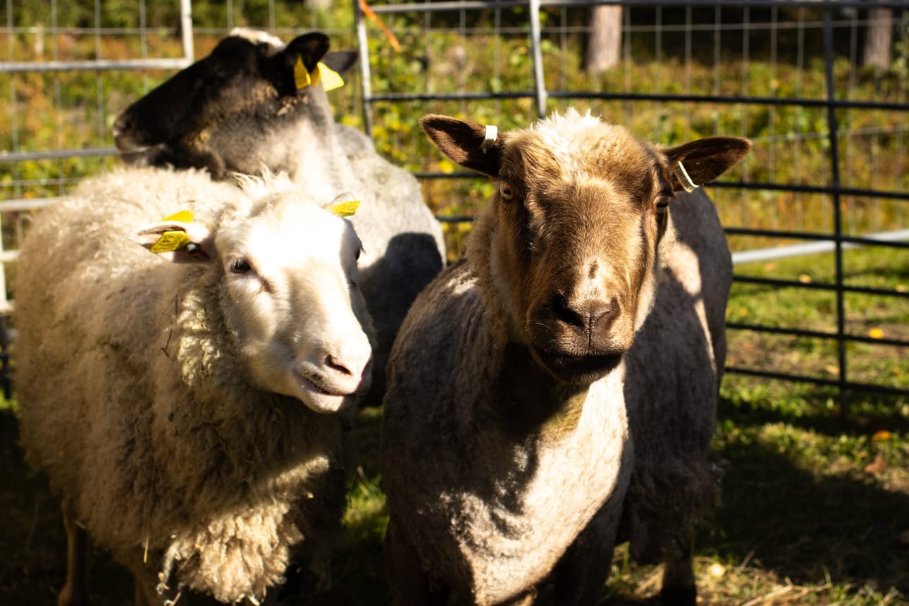 Oulun ammattikorkeakoulun ja agrologiopiskelijoiden järjestämässä Likis-lähiruokatapahtumassa pääset ostamaan kotimaista ja puhdasta lähiruokaa sekä paikallisia käsityötuotteita, tapaamaan pientuottajia ja nauttimaan monipuolisesta koko perheen ohjelmasta.