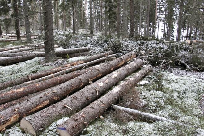 Puukauppa tehdään arvion perusteella ja tili maksetaan mittaustodistuksen mukaan. Eräässä tapauksessa päätehakkuukaupan tili jäi puoleen arvioidusta. KUVA: ARTO TAKALAMPI