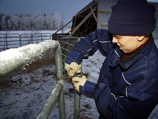 Portti perässä kiinni. Maataloustyöntekijä Hannu Tuura oli ottamassa keskiviikkona karkurinautoja kiinni. Kettinki irrotettiin ja portti käännettiin eteen, kun naudat olivat menneet siiloon.