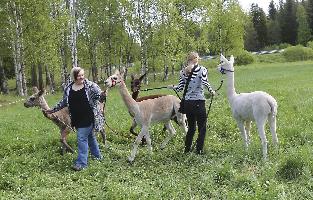 Alpakkaorhit pidetään eri laitumella kuin emät. Eija Murtoperä (vas.) sekä Lucas, Vequeiros, Indy ja Halo.