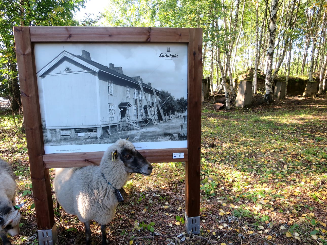Polun varrella on kuvallisia opasteita, jotka kertovat Laitakarin historiasta. Saarella on kesällä lampaita tekemässä maisemanhoitotöitä.