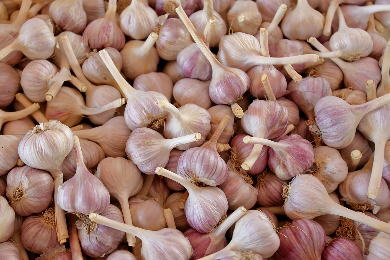 valkosipuli, luomuvalkosipuli, Matti Kuorilehto