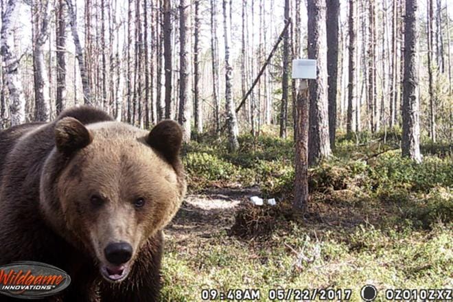 Karhu riistakamerassa Laasalassa toukokuussa. KUVA: VELI-PEKKA LAMMI