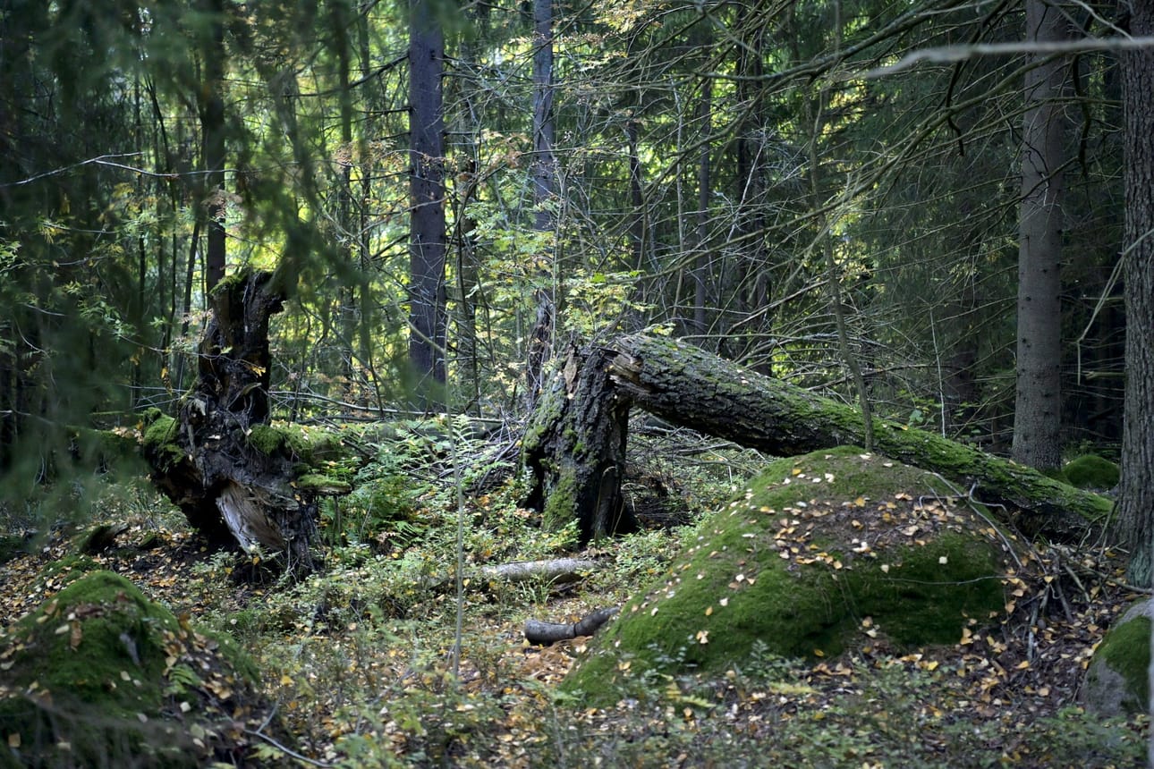 Viime vuosikymmenellä ihmiset eivät yltäneet lähes mihinkään asetettuun ympäristötavoitteeseen. LEHTIKUVA / JUSSI NUKARI