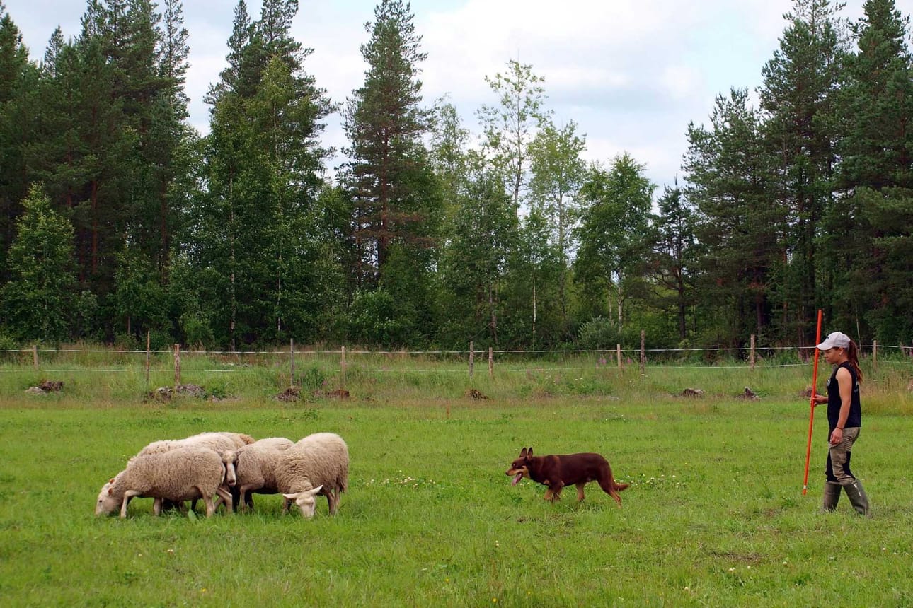 Paimenkoira Rambosta on iso apu vajaan 300 lampaan paimentamisessa, Terhi Kälkäjä kertoo.