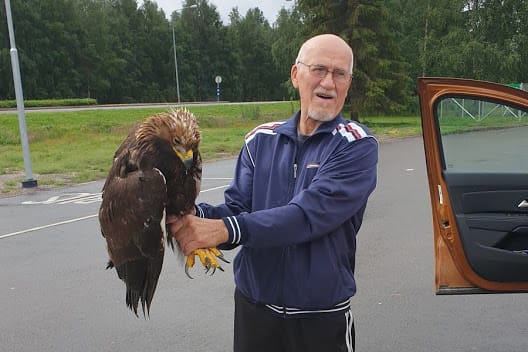Piippolalainen Viljo Laukkanen sattui Pyhännän liikekeskuksen pihaan ja tuli Vesa Hyyryläisen avuksi, kun lintua yritettiin nesteyttää. Lintu menehtyi samana iltana ja sen kuolinsyyksi on varmistettu nälkiintymisestä johtunut kuivuminen.