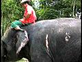 Safarilla Thaimaassa