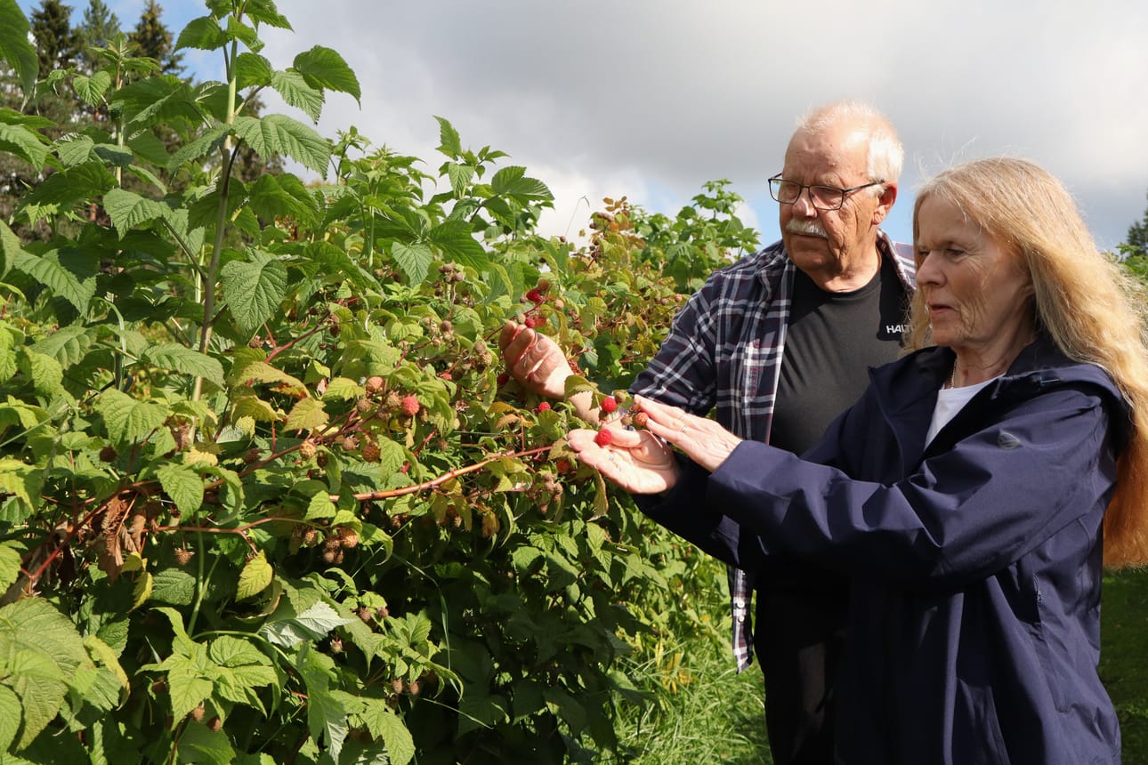 Rauno ja Raija Veteläinen tarkistavat vadelmapensaat päivittäin, kun poimintakausi lähestyy.