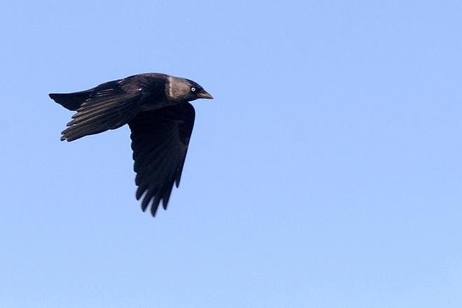 MTK Etelä-Pohjanmaa haastaa metsästysseuroja naakkojen ampumiseen ensi lauantaina. Arkistokuvan naakka ei liity eläintilojen salmonellatapauksiin.
