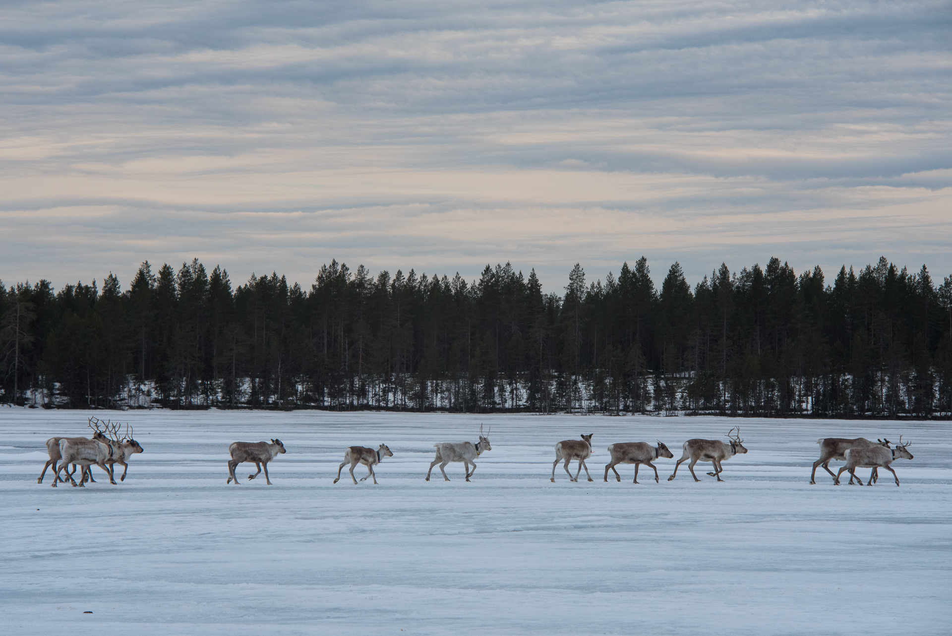 Porot kulkevat nyt vasomis- ja laidunalueitaan kohti.