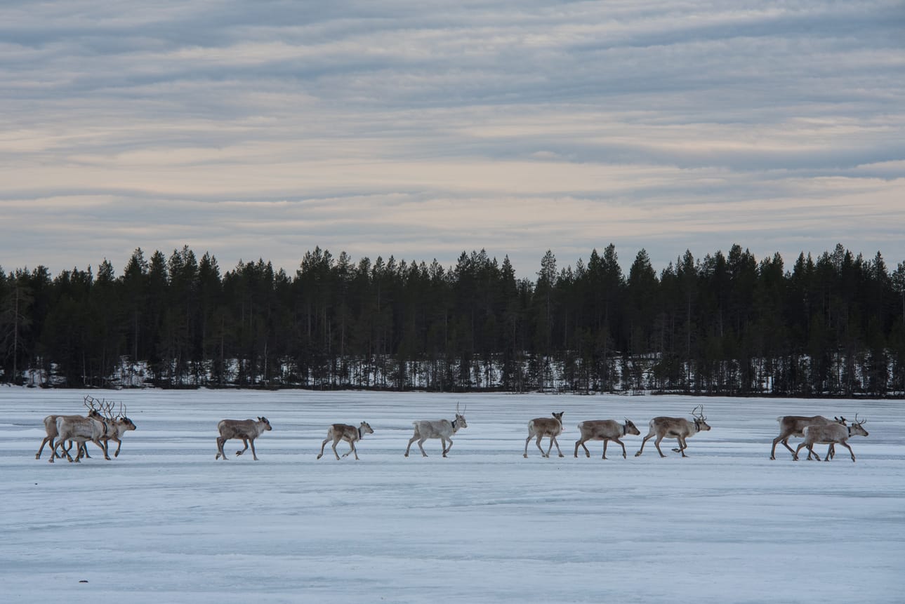 Porot kulkevat nyt vasomis- ja laidunalueitaan kohti.