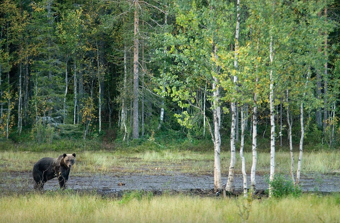 Ensimmäinmen karhu kaatui Kuusamossa Maanantaina.