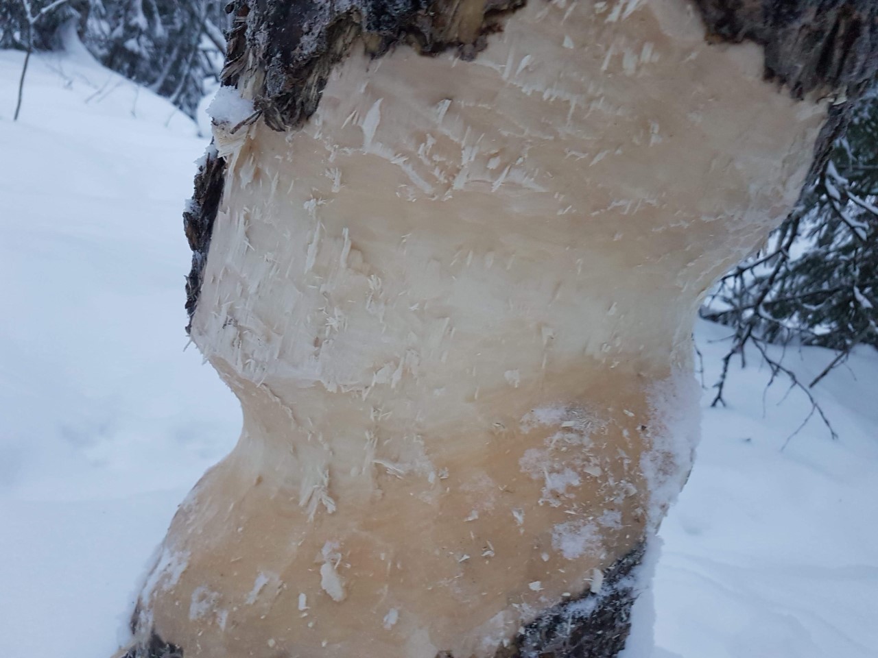 Kuloharjussa Etelä-Posiolla Kihlonojalla majava on tuhonnut jo ainakin kymmenen puuta jyrsimällä niihin, metsurin työhön verrattavan kaatokolon