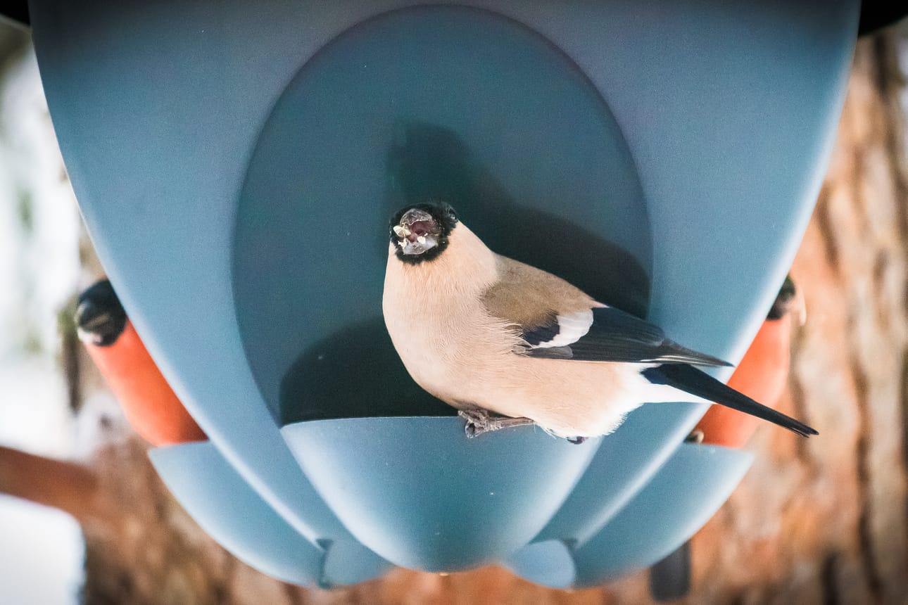 Talviruokintapaikat ovat loistavia paikkoja eri talvilintulajien tunnistusta harjoitellessa.