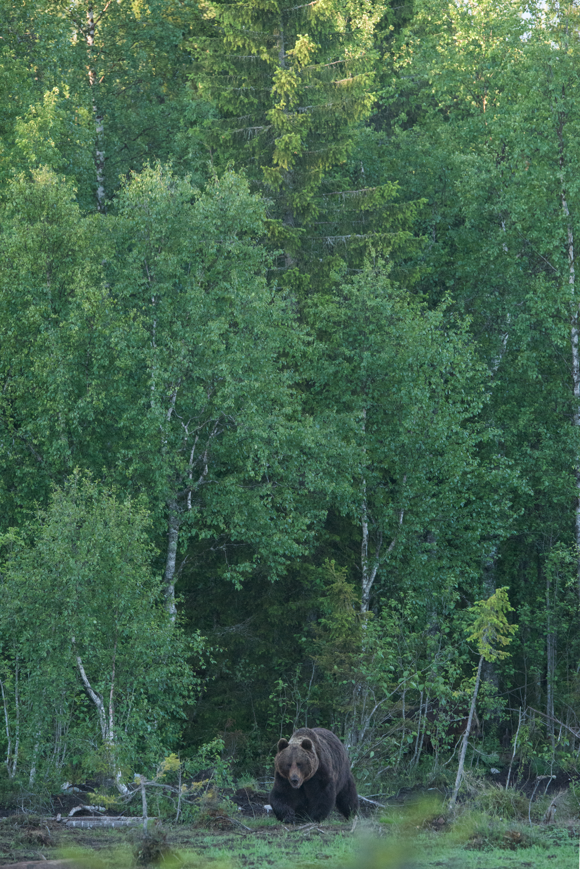 Karhua ei näe metsän siimeksestä, ennen kuin se astelee aukealle suolle.