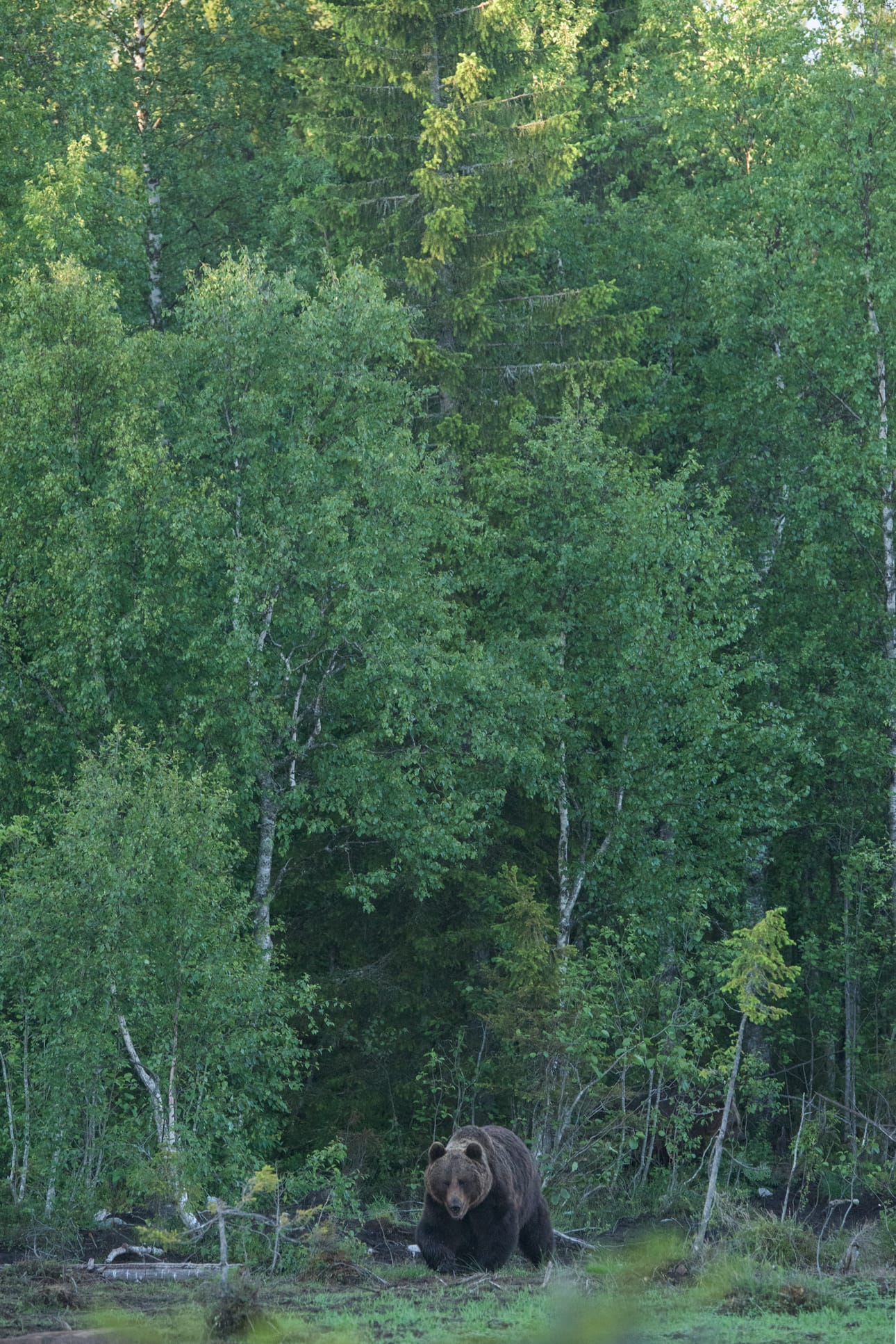 Karhua ei näe metsän siimeksestä, ennen kuin se astelee aukealle suolle.