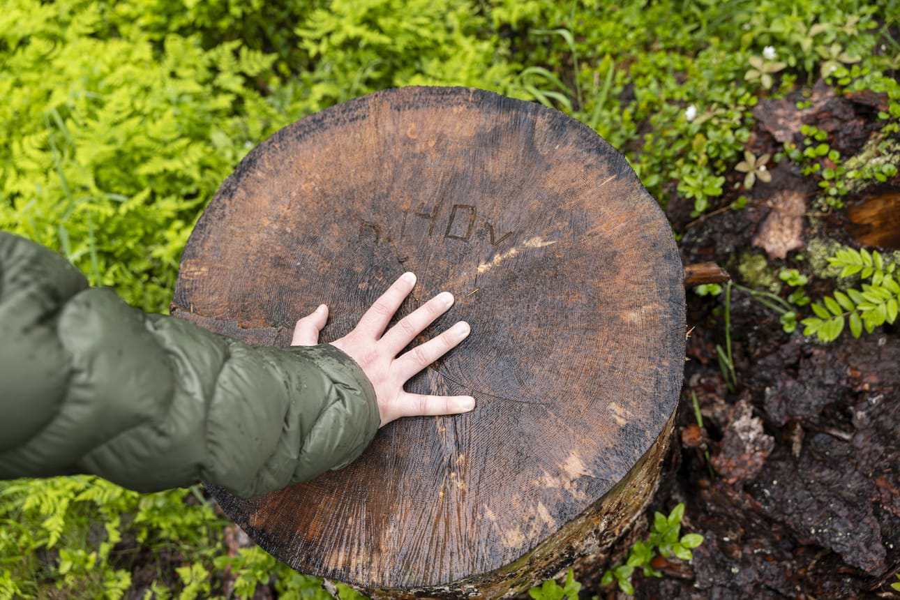 Tähän kantoon oli kaiverrettu merkintä, joka kertoi kaatuneen puun olleen noin 140-vuotias.