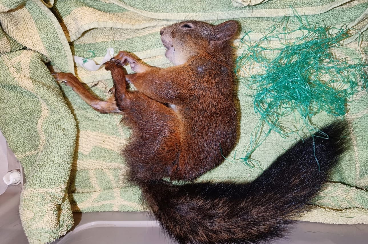 Marjapensaan suojaverkko koitui tämän pörröhännän kohtaloksi Alavudella.