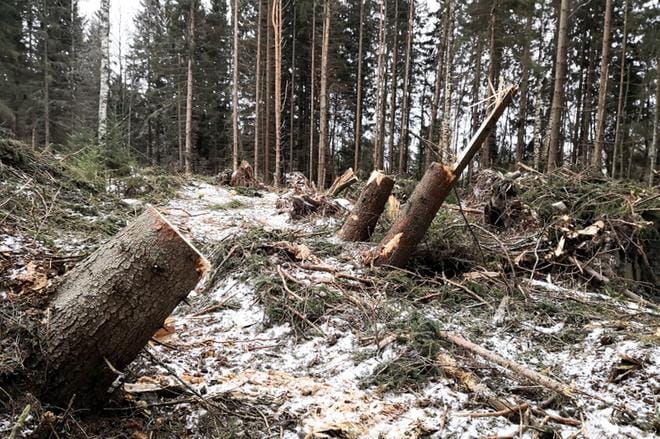 Pormestarinniityn satumetsää 7.3.2019. KUVA: PAAVO SALLINEN