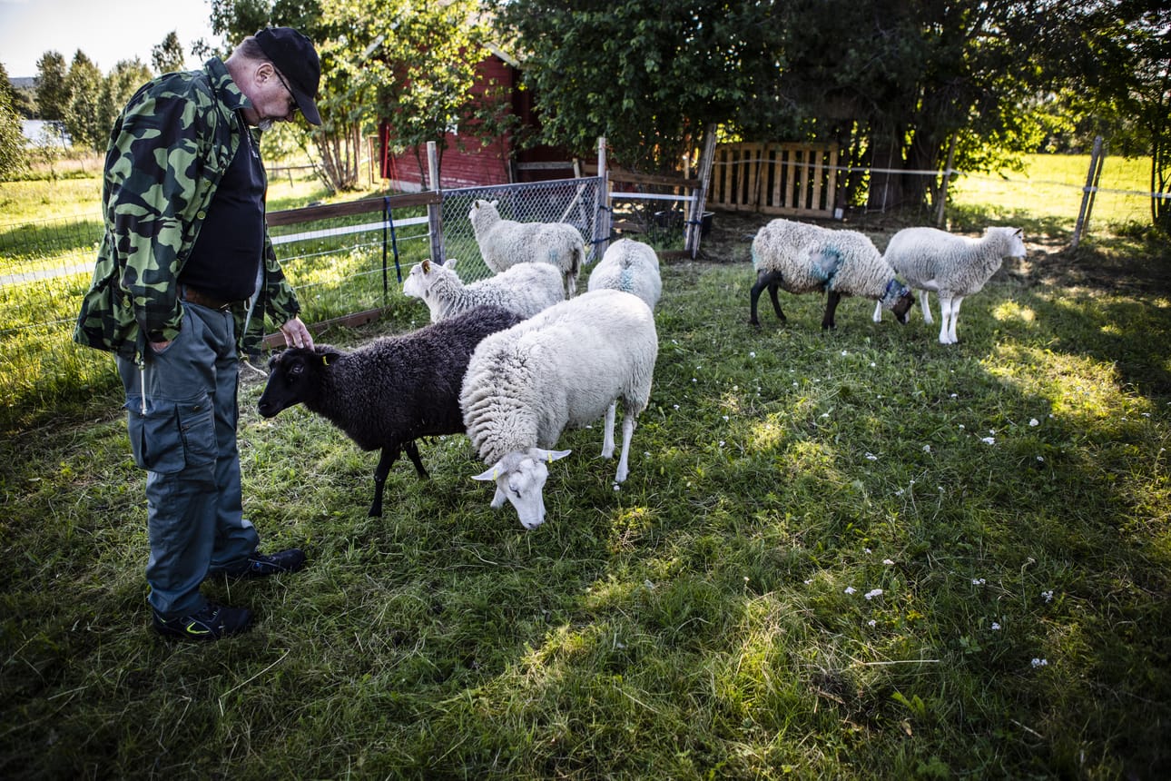 Seitsemän naaraslammasta selvisi koirien hyökkäyksestä viime lauantaina Ylikylässä, Rovaniemellä. Yksi lammas hukkui. Martti Hanni rapsuttaa Kerttu Tuisku -lammasta, joka on lauman johtajalammas.