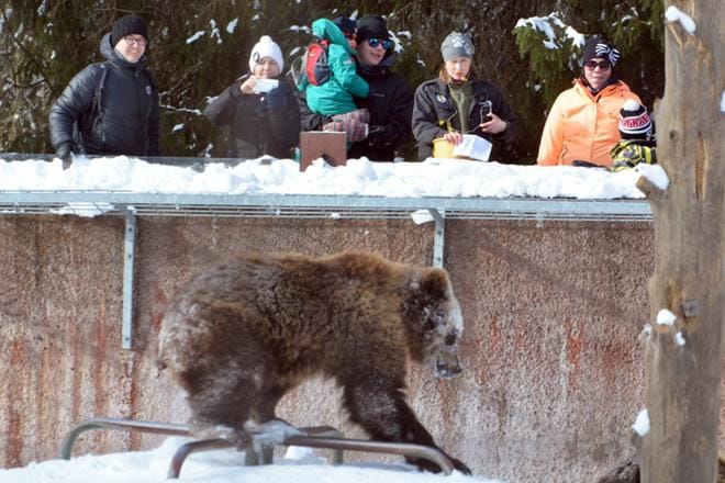 Ähtärin eläinpuiston karhut viihdyttivät kevätriehan yleisöä peuhaamalla ja temppuilemalla lumessa. Eläintenhoitajat heittelivät karhuille tarhoihin hedelmiä, sillä karhujen ruokahalu herää hitaasti talviunien jäljiltä. Kasper, Jesper ja Joonatan asuvat vielä samassa aitauksessa Mimmi-emonsa kanssa. KUVA: MIINA HAKALA