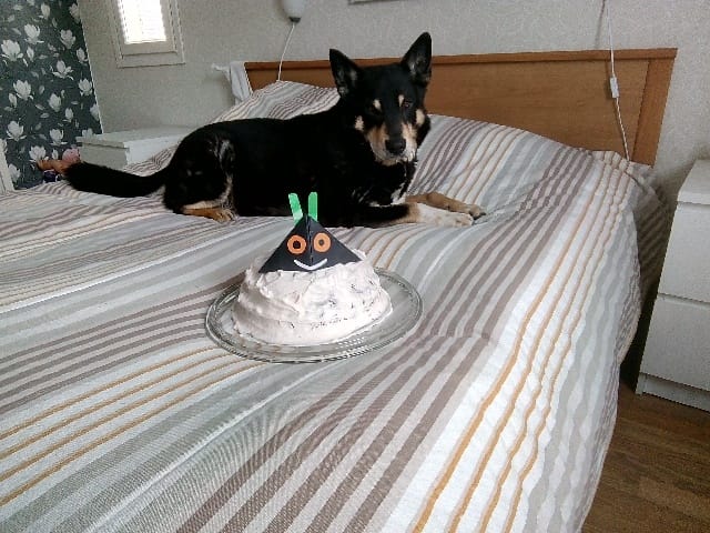 Hyvää koiranpäivää, toivottaa kuvan lähettänyt lukija.