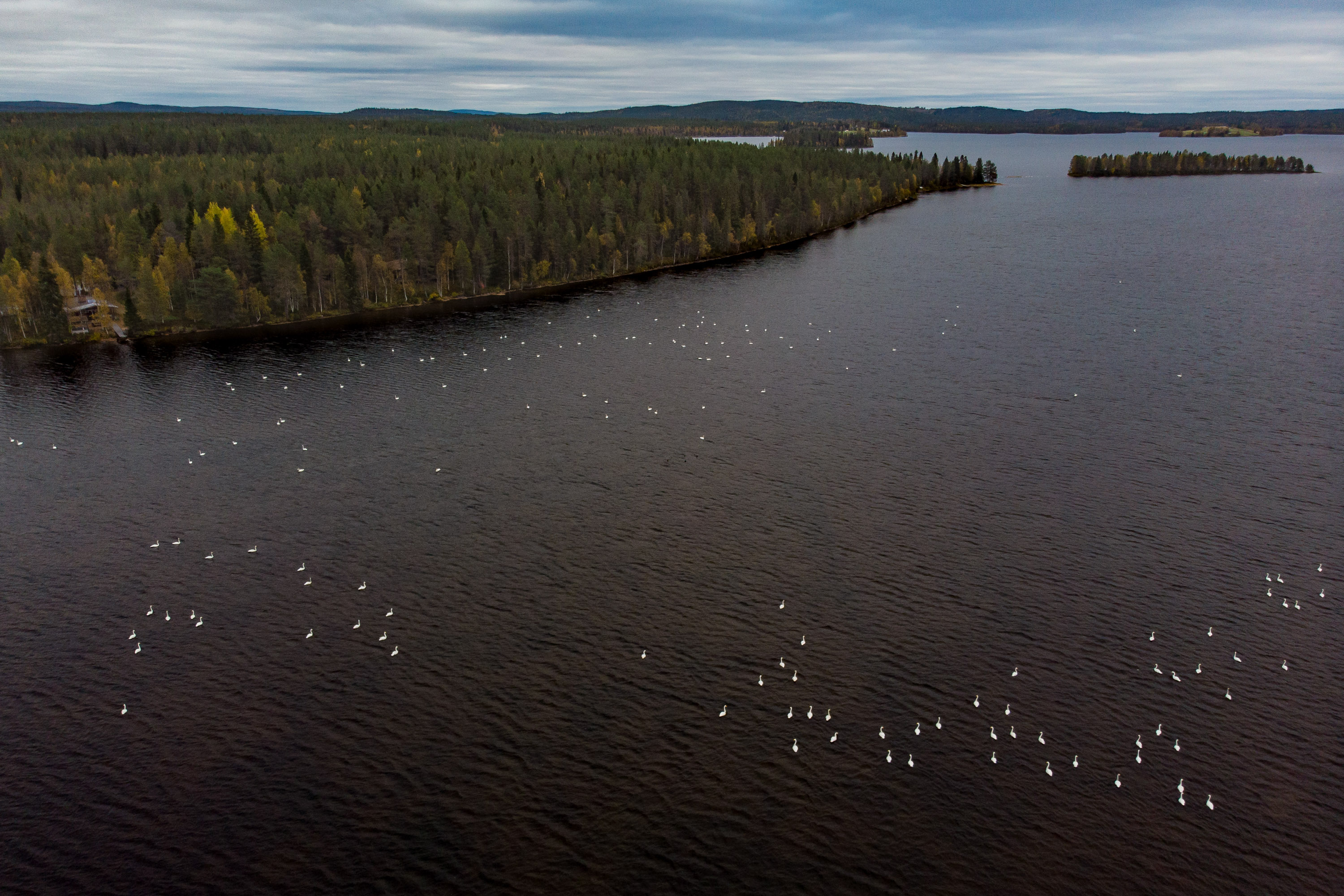 Tyypillisimmin joutsenparvia löytää eripuolilta Kuusamojärveä, Nissinjärveltä ja Vuotunkijärveltä.