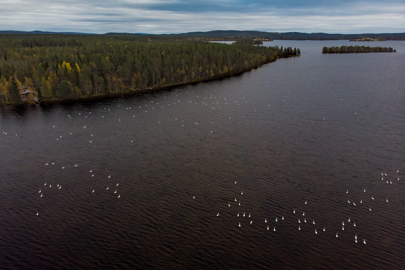 Tyypillisimmin joutsenparvia löytää eripuolilta Kuusamojärveä, Nissinjärveltä ja Vuotunkijärveltä.