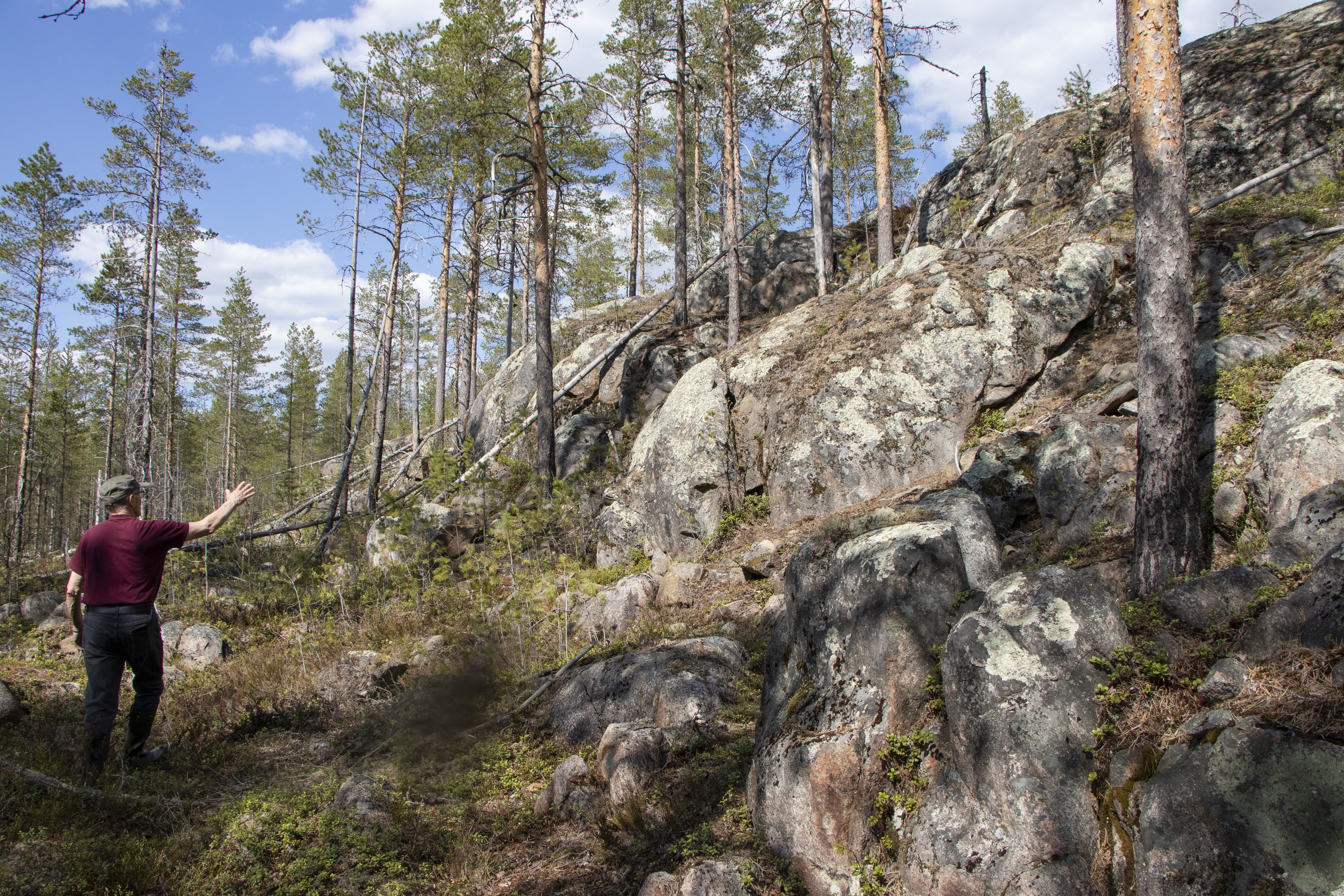 <p>Museotien varrella, Pellikaisennevan reunamilla sijaitseva Korkiakallio on maisemallinen helmi, joka on pysynyt piilossa monelta. Antero Aution mukaan Piippolan korkeimpiin kuuluvalla paikalla oli                yksi maan kolmiomittaustorneista.</p>