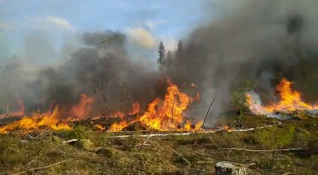 Rutikuiva metsä palaa vauhdilla