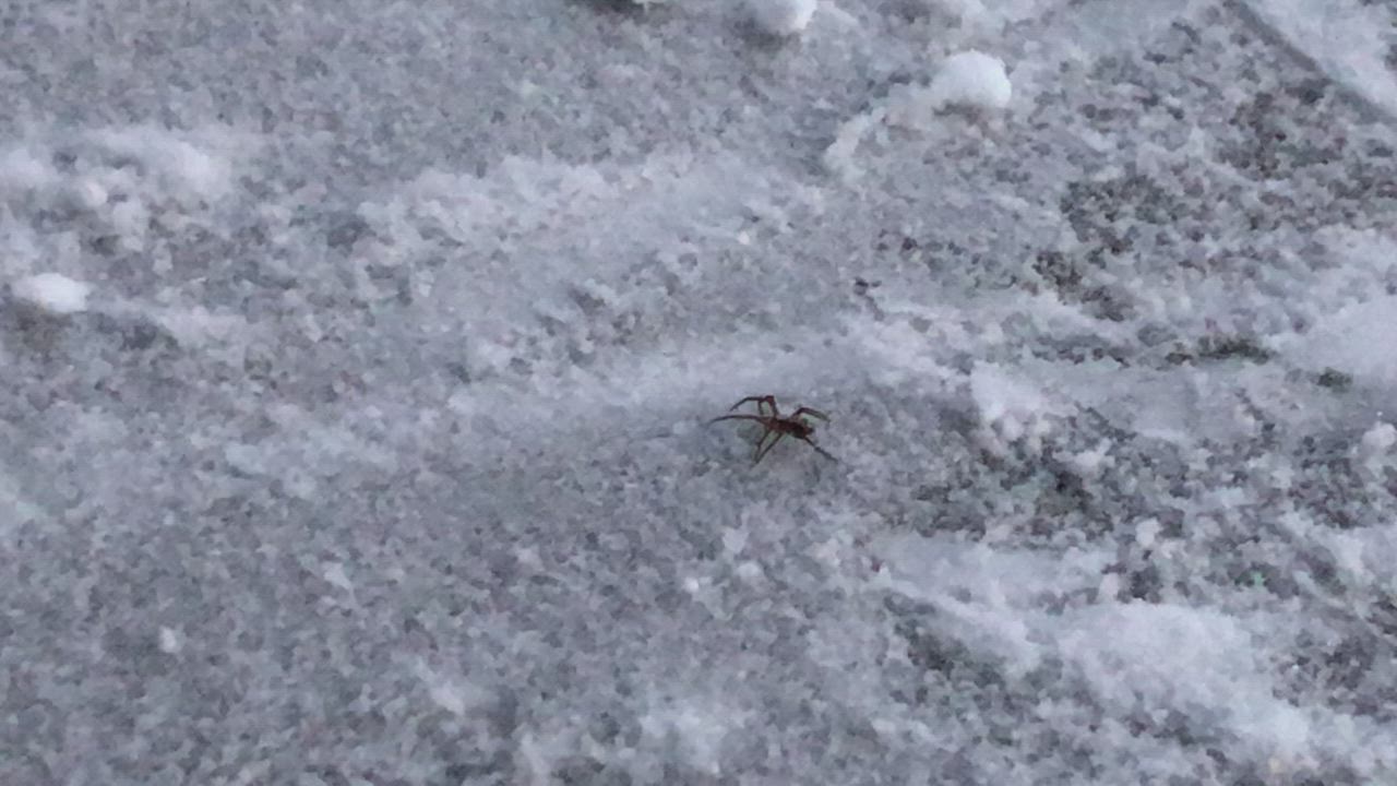 Hämähäkki Oulun Metsokankaalla