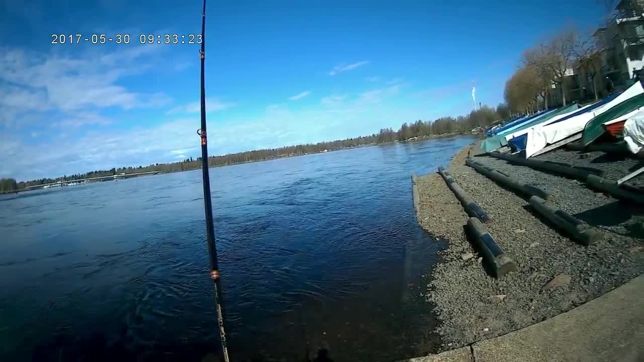 Taimenen pyydystys ja vapautus Merikoskella