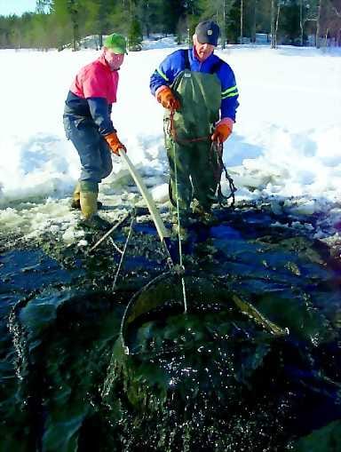 Ykkössyöttejä. Surviainen3 Hyvänkin päivän surviaissaalis on tänä talvena jäänyt usein vain muutamiin desilitroihin.