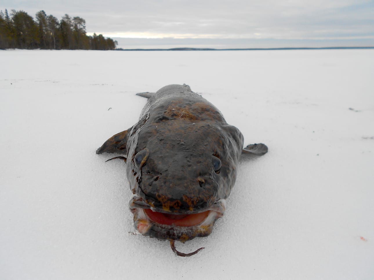 Mateita saa nyt hyvin Taivalkoskella. Tämäkin otus painoi 3,6 kg.