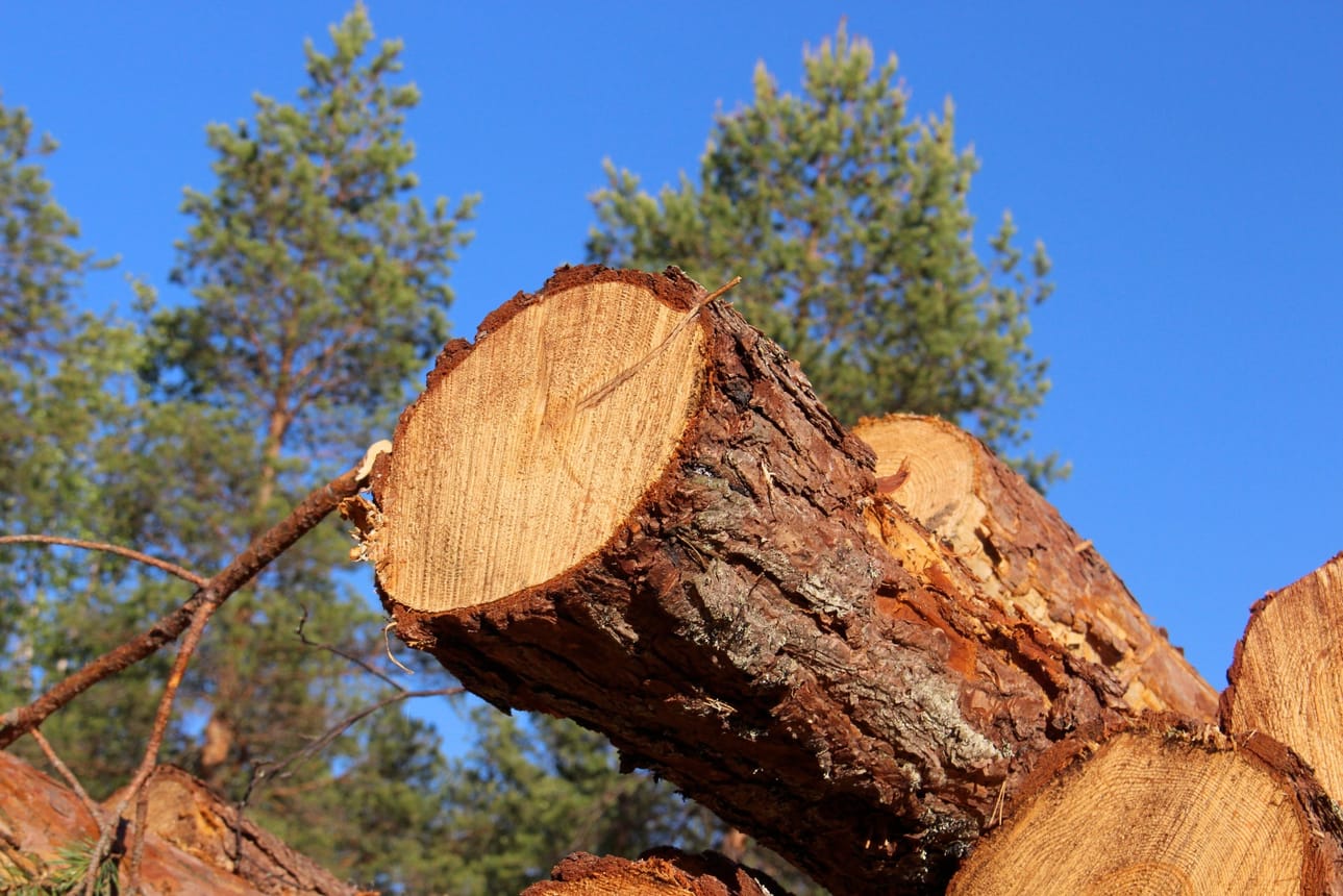 Pohjois-Suomessa ja Lapissa takaraja puiden poistamiselle on Etelä-Suomea myöhemmin.