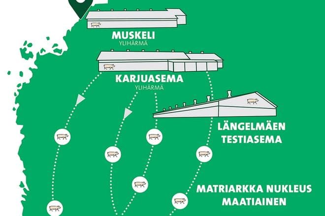 Figen Oy:n jalostusohjelmaa toteuttavat tästä keväästä lähtien emakkosikala ja karjuasema Ylihärmässä, testiasema Längelmäellä ja jalostussikaloiden kanssa muodostettu verkosto.