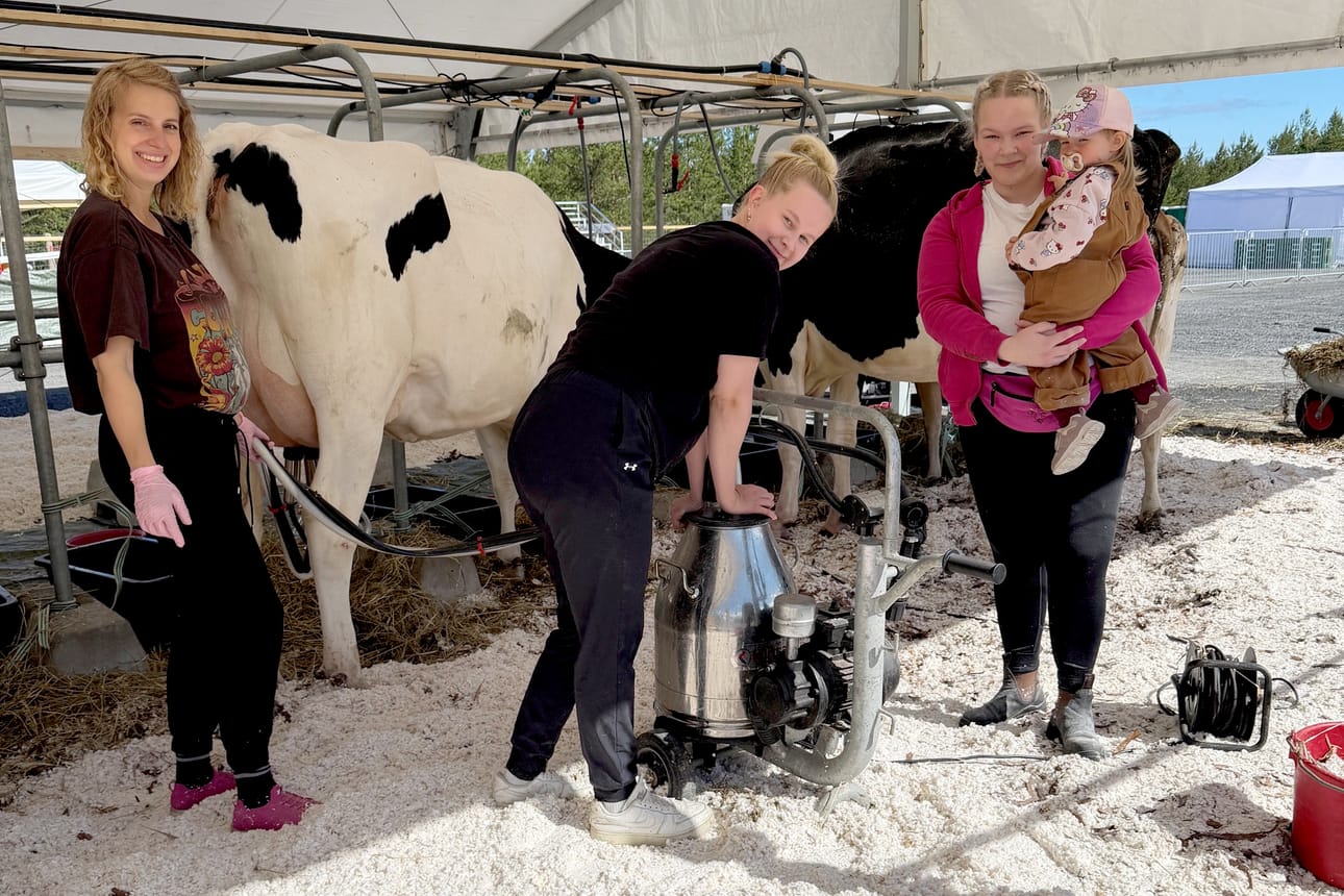 Lehmät pitää hoitaa ja lypsää näyttelyolosuhteissakin. Anna Länsisalmi-Keisala ja Pinja Sippola tarttuivat toimeen. Viivi Uusi-Pohjola nappasi Annan puolitoistavuotiaan Lyydia-tyttären syliinsä.